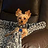 dog, small_dog, yorkshire_terrier, pet, blanket, couch, leather, indoor, collar, tag, ears, fur, animal, cute, relaxing, looking_at_camera, brown, gray, comfort, home