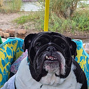 Delilah Rose is registered to the contest to win money with this photo: bulldog, dog, pet, outdoor, riverbank, greenery, rocks, fabric_carrier, black_and_white, canine, animal, closeup, portrait, wrinkles, underbite, ears, snout, tongue, nature, summer