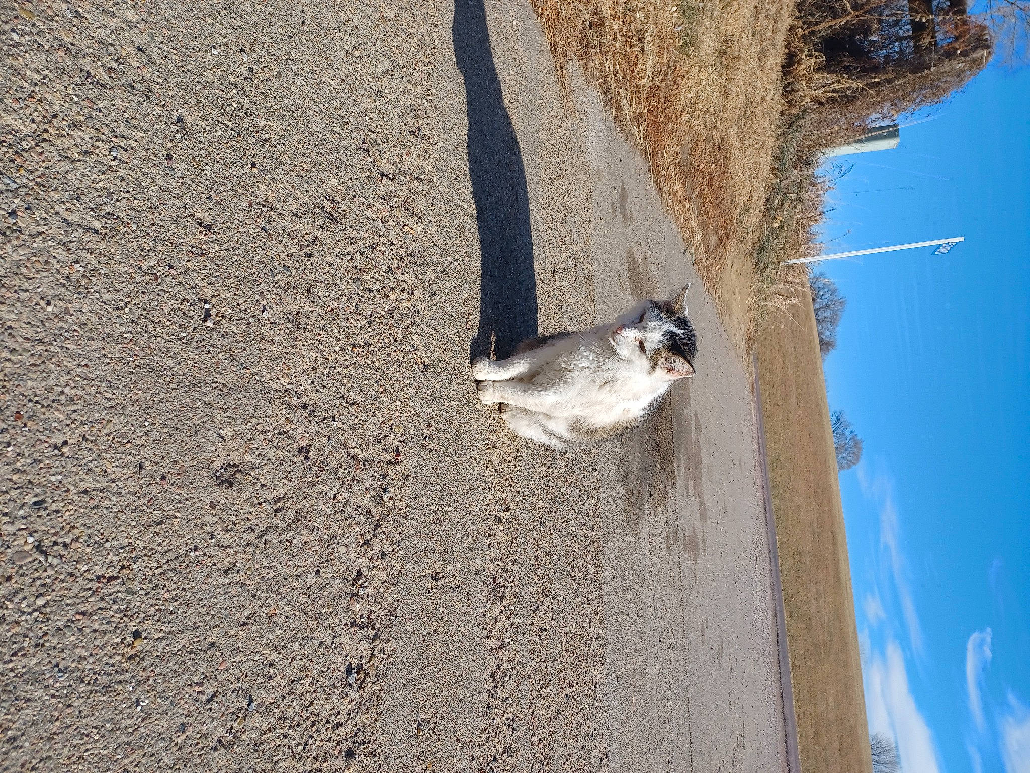 Sterling is registered to the contest to win money with this photo: asphalt, beak, cement, concrete, fur, landscape, perching_bird, plant, road_surface, rock, shadow, sky, slope, soil, tail, terrestrial_animal, tree, trunk, wildlife, wood
