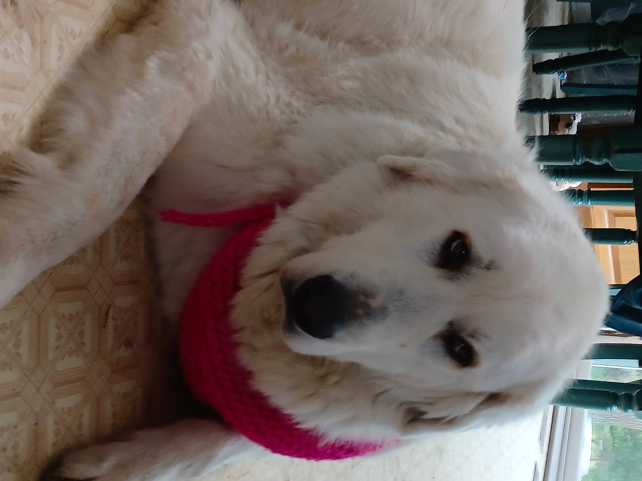 Snowball joined the competition — help win amazing prizes! bear, canidae, carnivore, comfort, companion_dog, dog, dog_breed, fur, non_sporting_group, paw, pet_supply, polar_bear, polish_tatra_sheepdog, puppy, shelf, shelving, snout, sporting_group, terrestrial_animal, whiskers