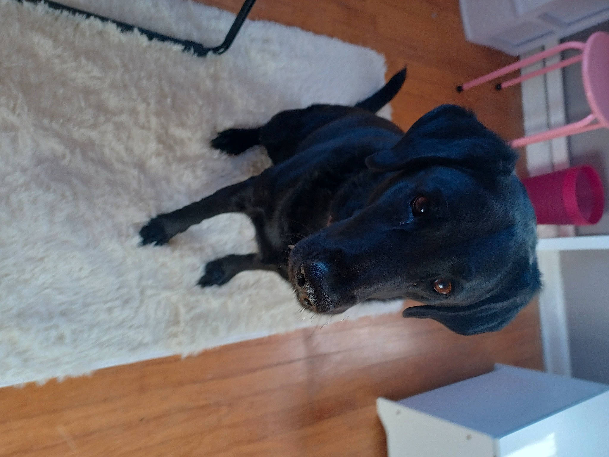 London is registered to the contest to win money with this photo: box, canidae, carnivore, carton, comfort, companion_dog, dog, dog_breed, electric_blue, floor, flooring, fur, hardwood, snout, sporting_group, varnish, wood, wood_flooring, wood_stain, working_animal