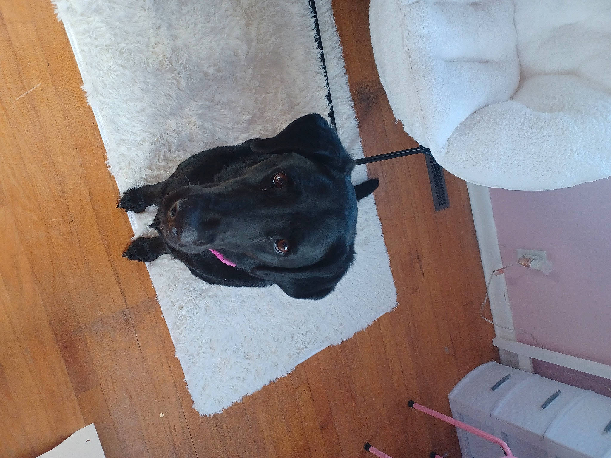 London is registered to the contest to win money with this photo: carnivore, collar, comfort, companion_dog, dog, dog_breed, dog_supply, floor, flooring, guard_dog, hardwood, non_sporting_group, sporting_group, tail, wood, wood_flooring, wood_stain