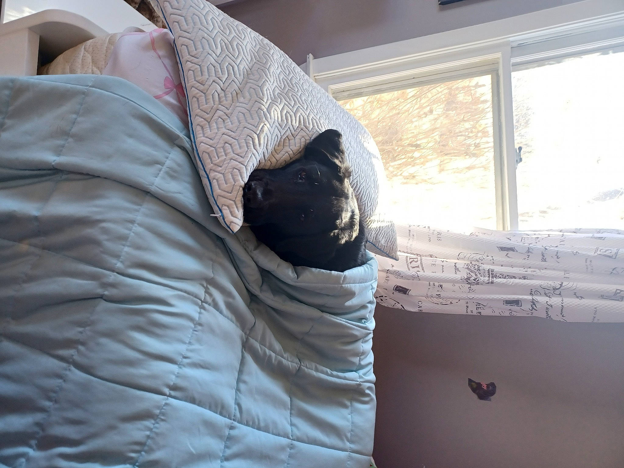 London is registered to the contest to win money with this photo: bed, bed_sheet, bedding, bedroom, blanket, carnivore, comfort, daylighting, duvet, flooring, fur, hardwood, house, linens, nap, room, textile, tints_and_shades, window, wood