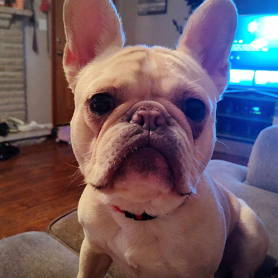 Jasper is registered to the contest to win money with this photo: animal, blanket, canine, closeup, collar, companion, couch, cute, dog, domestic_animal, ears, face, french_bulldog, fur, home, indoor, living_room, mammal, pet, wood_floor