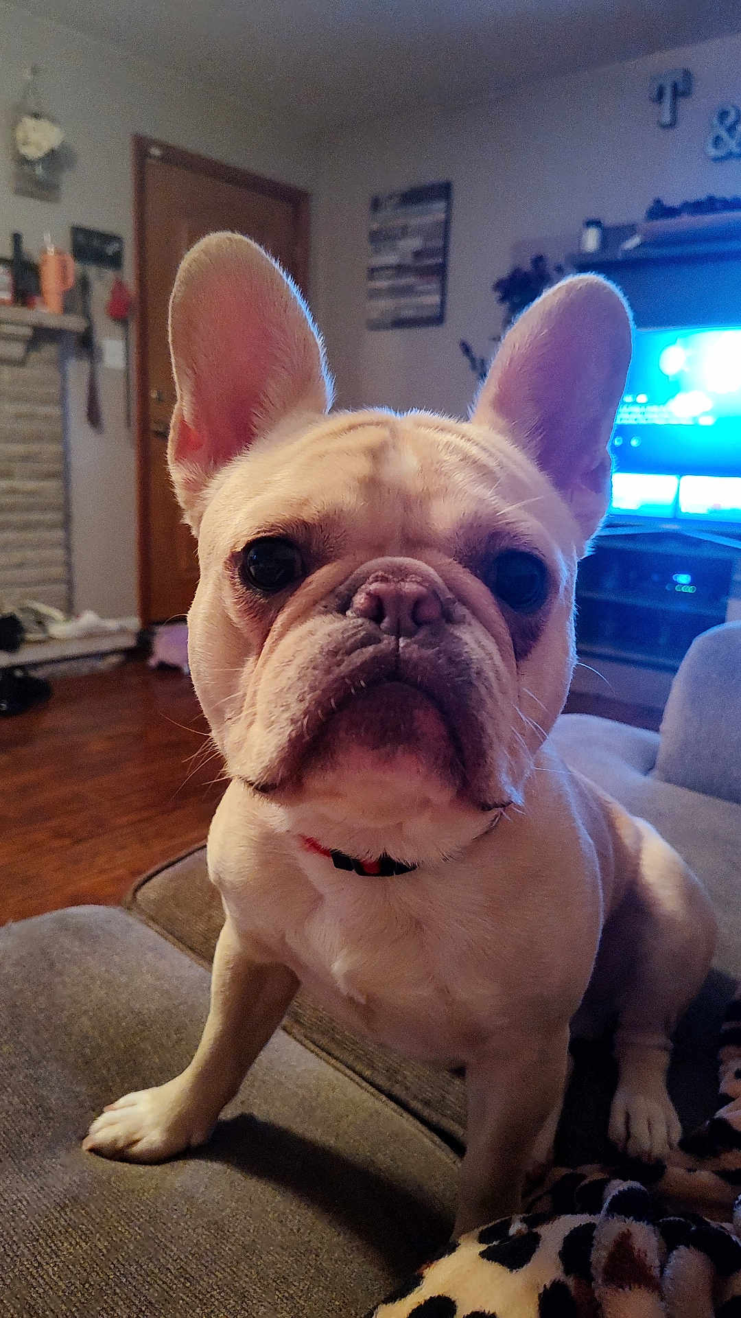 Jasper is registered to the contest to win money with this photo: dog, french_bulldog, pet, indoor, living_room, couch, fur, ears, face, animal, canine, domestic_animal, cute, companion, mammal, home, wood_floor, blanket, collar, closeup