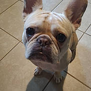 Jasper joined the competition — help win amazing prizes! dog, french_bulldog, pet, animal, ears, floor, tile, shadow, cute, looking_up, indoor, canine, mammal, companion, friendly, portrait, face, whiskers, snout, paw