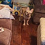 Jasper is registered to the contest to win money with this photo: french_bulldog, dog, living_room, wooden_floor, couch, sofa, toy, childrens_toy, blanket, pillow, pet, indoor, brown, small_dog, curious, flooring, furniture, home, animal, domestic