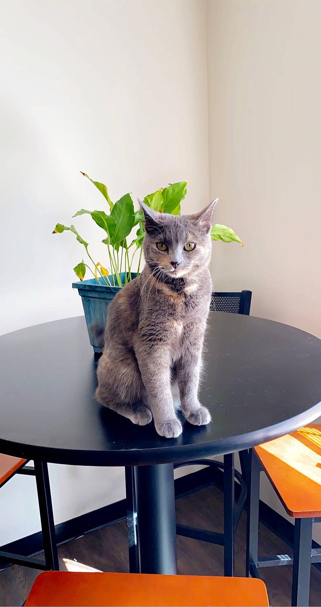 Alma joined the competition — help win amazing prizes! carnivore, cat, chair, comfort, domestic_short_haired_cat, felidae, flowerpot, fur, furniture, grey, houseplant, outdoor_furniture, plant, rectangle, russian_blue, small_to_medium_sized_cats, table, tail, whiskers, window