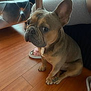 Askari joined the competition — help win amazing prizes! dog, french_bulldog, pet, indoor, floor, wood_floor, couch, leather_ottoman, slipper, ears, eyes, sitting, brown_dog, animal, companion, cute, domestic, portrait, home, furniture