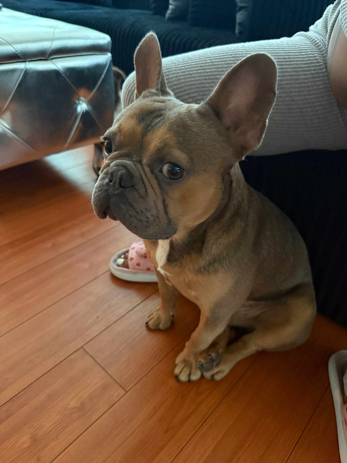 Askari joined the competition — help win amazing prizes! dog, french_bulldog, pet, indoor, floor, wood_floor, couch, leather_ottoman, slipper, ears, eyes, sitting, brown_dog, animal, companion, cute, domestic, portrait, home, furniture