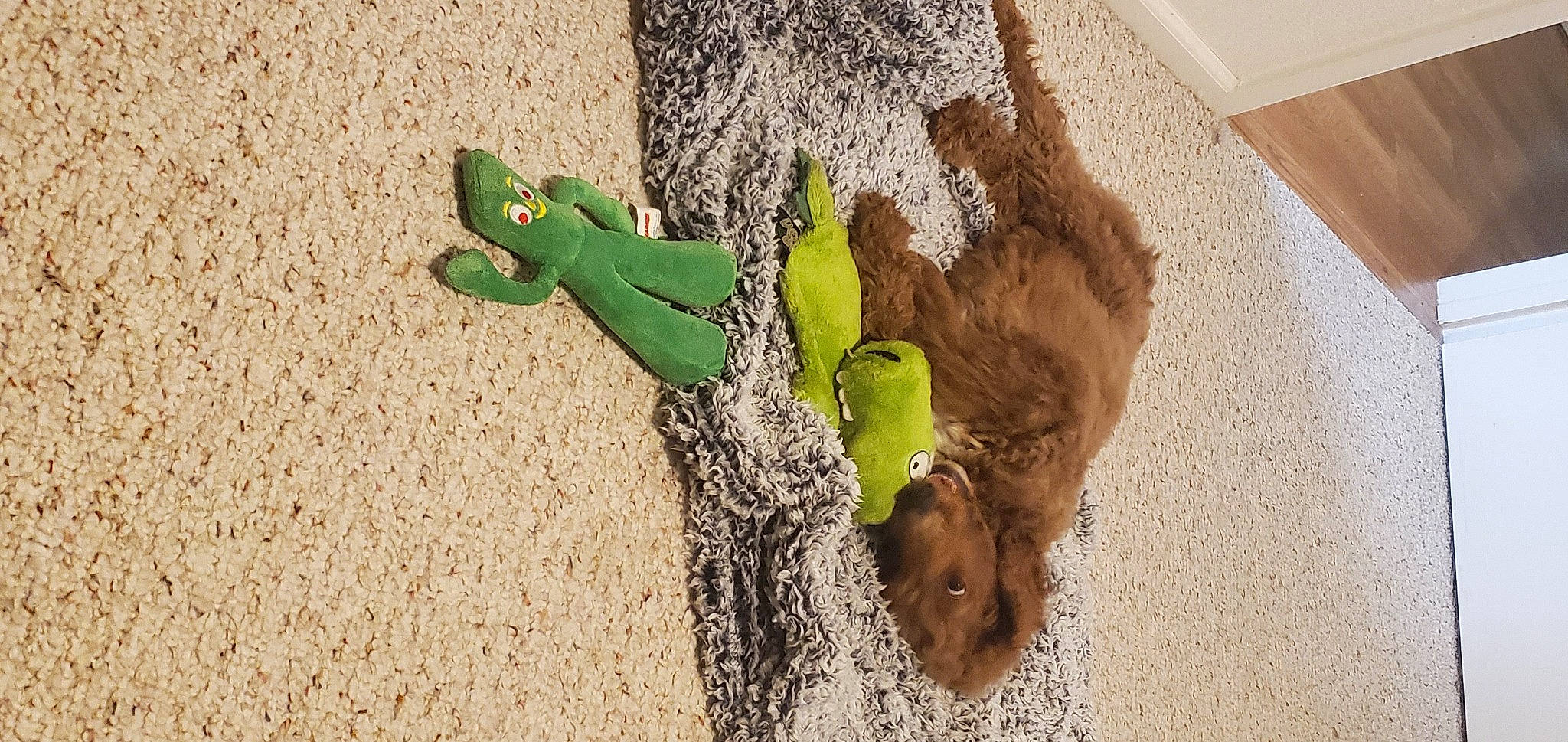 Teddy joined the competition — help win amazing prizes! adaptation, art, dog, grass, landscape, liver, plant, sand, shadow, soil, toy, trunk, twig, visual_arts, wood, working_animal