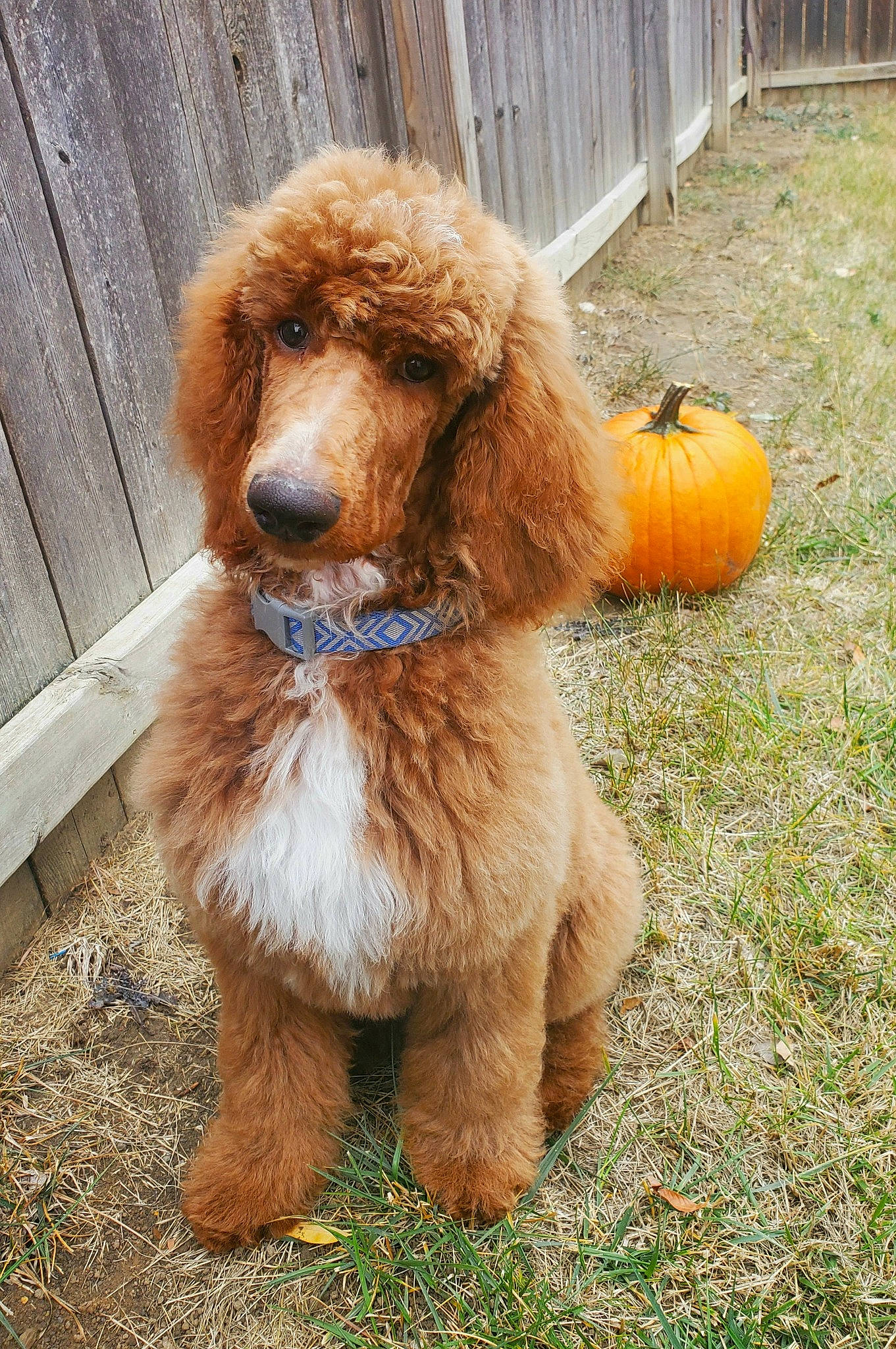 Teddy is registered to the contest to win money with this photo: calabaza, canidae, carnivore, companion_dog, dog, dog_breed, fawn, fur, grass, liver, plant, poodle, puppy, spaniel, sporting_group, tail, terrestrial_animal, water_dog, wood, working_animal