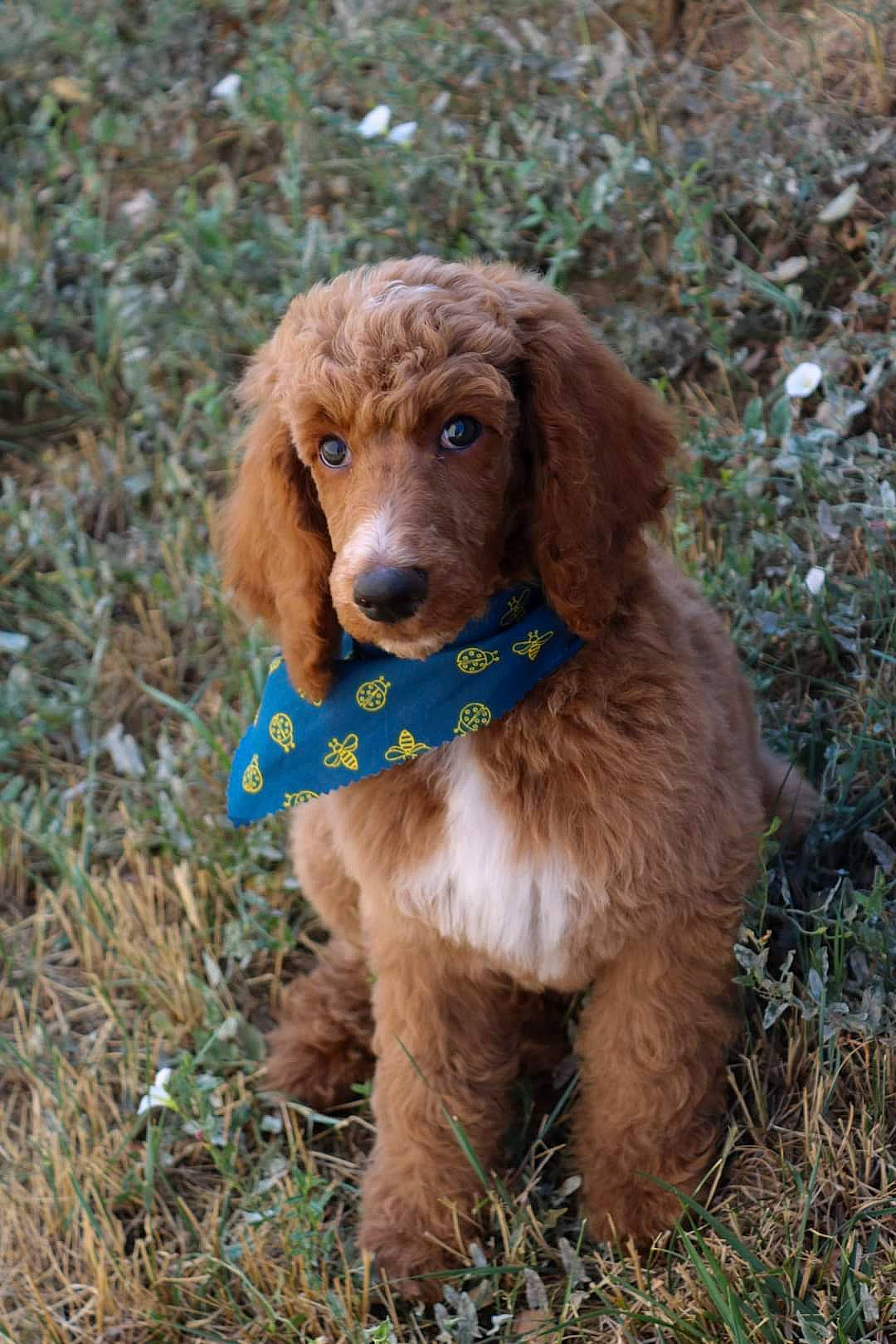 Teddy joined the competition — help win amazing prizes! canidae, carnivore, companion_dog, dog, dog_breed, fawn, grass, hunting_dog, liver, snout, sporting_group, terrestrial_animal, working_animal