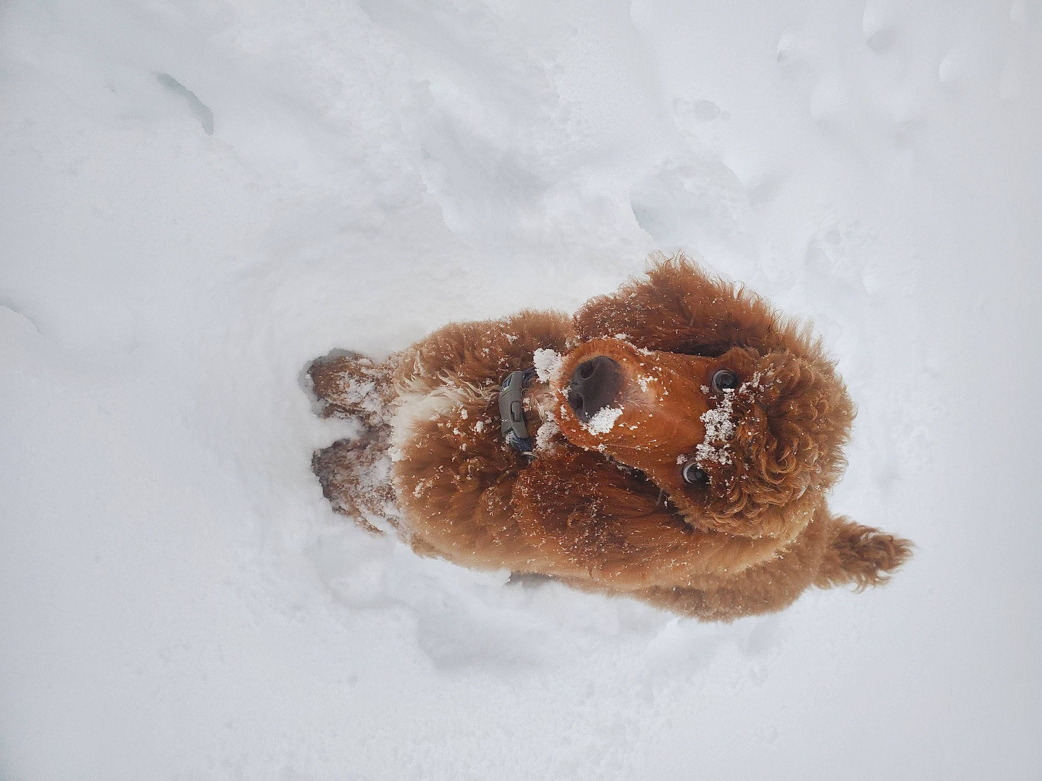 Teddy is registered to the contest to win money with this photo: freezing, fur, snout, snow, terrestrial_animal, water, water_bird, wildlife, winter