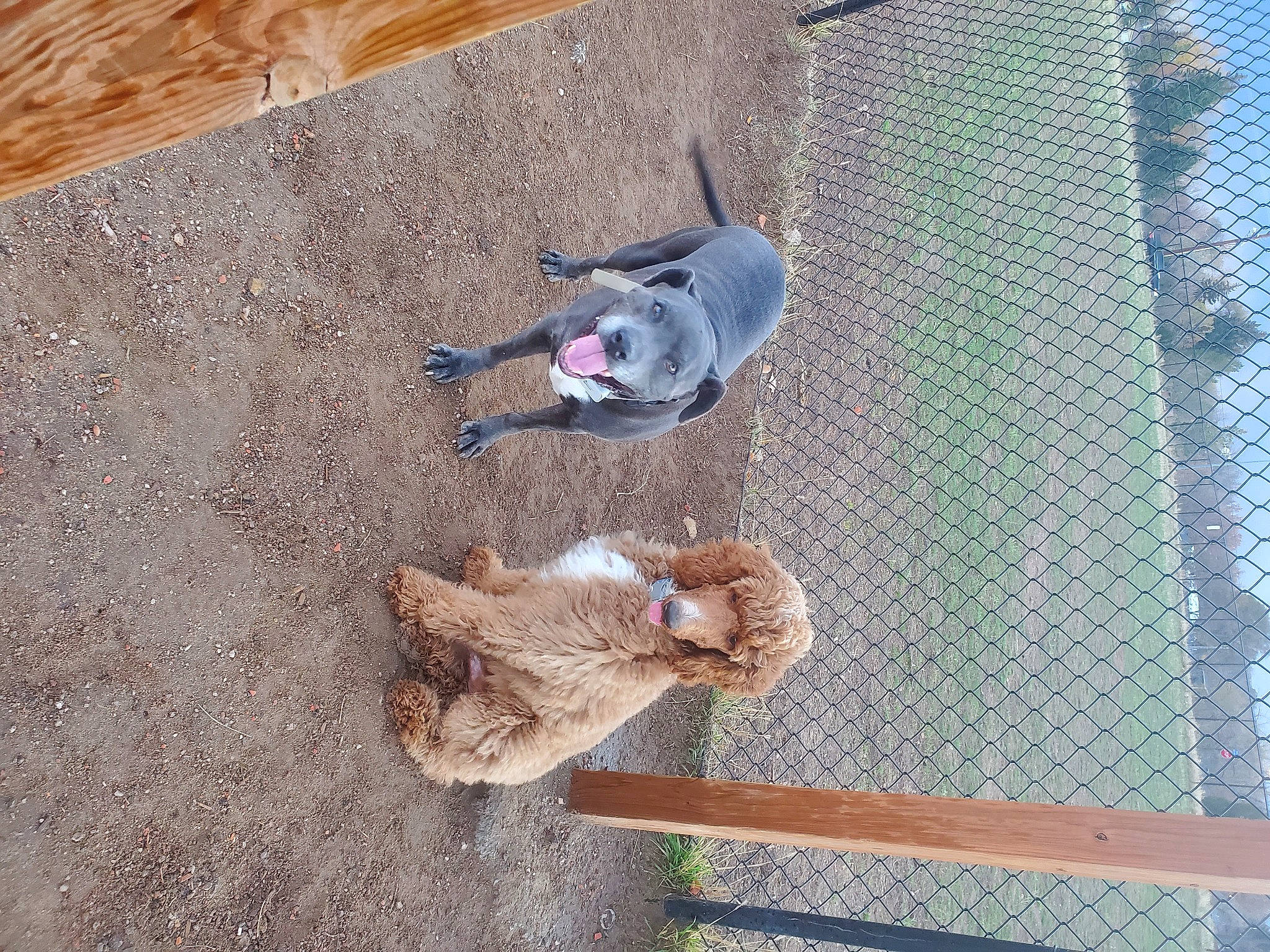 Teddy is registered to the contest to win money with this photo: canidae, carnivore, chain_link_fencing, composite_material, concrete, dog, dog_breed, dog_supply, fawn, flooring, mesh, pet_supply, plant, shadow, sporting_group, vertebrate, wood