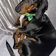 Wallace is registered to the contest to win money with this photo: dog, dachshund, black, tan, bow_tie, pet, animal, portrait, indoor, fabric, silver, fur, tail, cute, looking_back, lying_down, small_dog, domestic_animal, closeup, mammal
