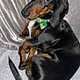 dog, dachshund, black, tan, bow_tie, pet, animal, portrait, indoor, fabric, silver, fur, tail, cute, looking_back, lying_down, small_dog, domestic_animal, closeup, mammal