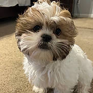 Ella joined the competition — help win amazing prizes! adorable, bedroom, big_eyes, brown_and_white, carpet, close_up, cute, dog, dresser, floor, fluffy, fur, indoor, nose, pet, portrait, puppy, sitting, small_dog, whiskers