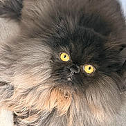 Goudou a rejoint le concours — aidez-le/la à gagner de superbes lots ! cat, fluffy, yellow_eyes, dark_gray, pet, animal, fur, portrait, lying_down, close_up, indoor, cute, feline, whiskers, face, eyes, mammal, domestic_cat, long_hair, relaxed