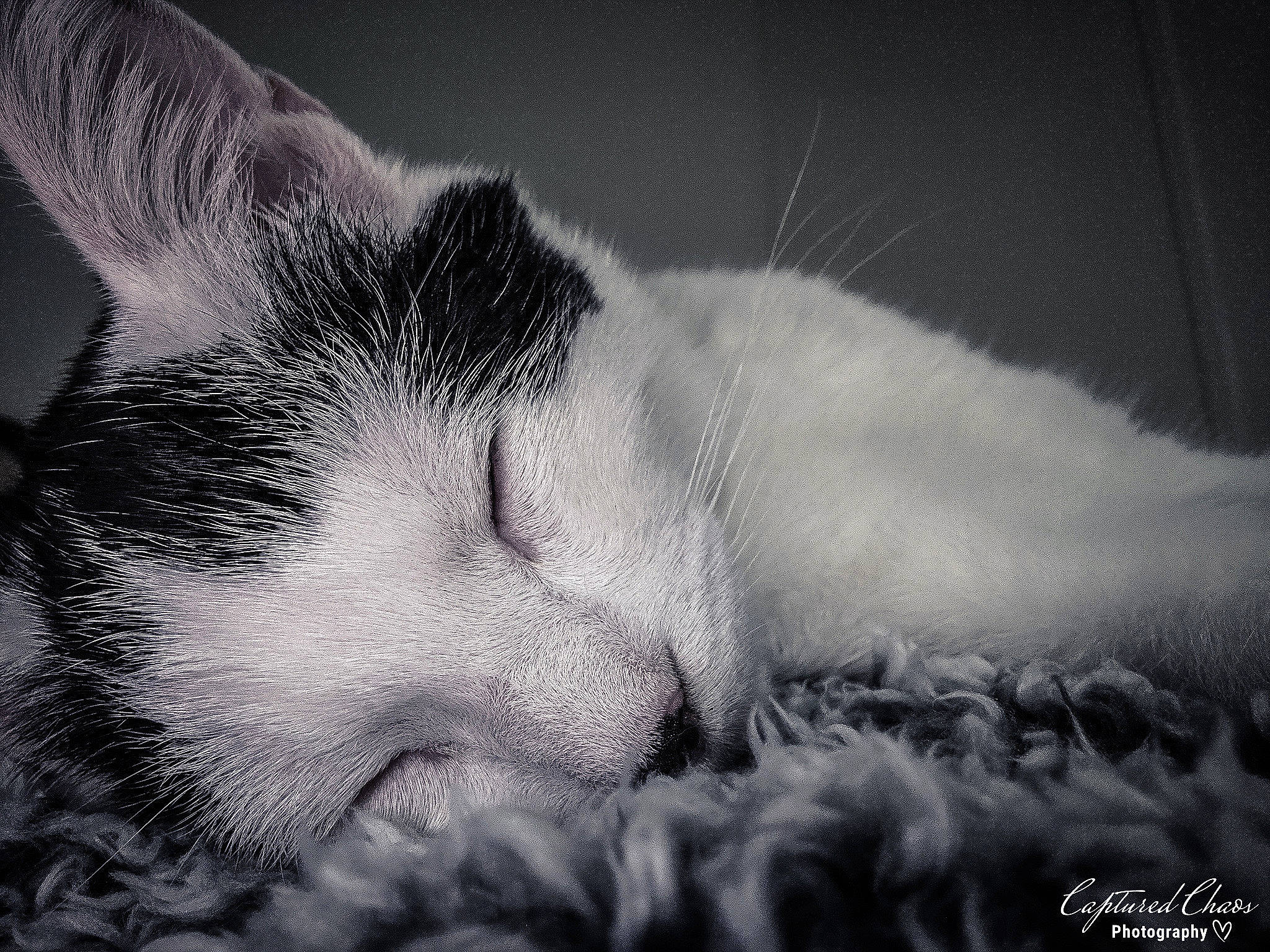 Fatty is registered to the contest to win money with this photo: black, black_and_white, carnivore, cat, close_up, cloud, eye, felidae, fur, kitten, monochrome, monochrome_photography, nose, paw, photography, sky, small_to_medium_sized_cats, snout, whiskers, white