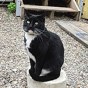 Maximus Pantera is registered to the contest to win money with this photo: alert, animal, background, black_and_white, cat, concrete, curious, daylight, domestic, feline, gravel, nature, outdoor, pet, sitting, stairs, tail, whiskers, wood, yellow