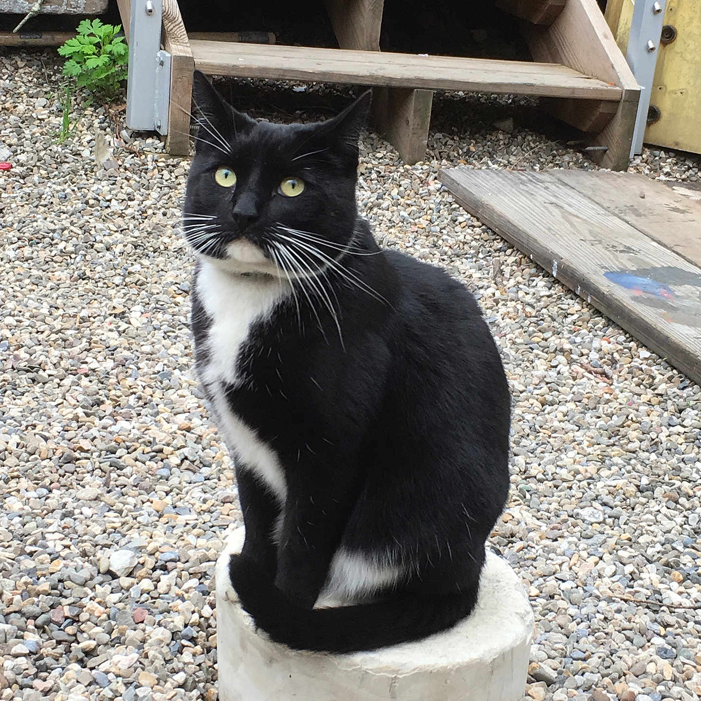 Maximus Pantera is registered to the contest to win money with this photo: alert, animal, background, black_and_white, cat, concrete, curious, daylight, domestic, feline, gravel, nature, outdoor, pet, sitting, stairs, tail, whiskers, wood, yellow