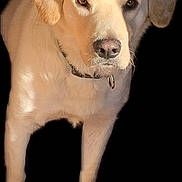 Jaxxon is registered to the contest to win money with this photo: animal, black_background, canine, close_up, collar, cute, dog, domestic_animal, ears, friendly, fur, golden_retriever, looking_at_camera, mammal, outdoor_lighting, pet, portrait, shadow, standing, sunlight