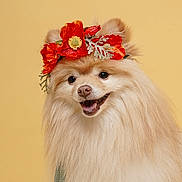 Momo is registered to the contest to win money with this photo: dog, portrait, fluffy, long_hair, cream_colored, flower_crown, red_flowers, happy, smiling, open_mouth, brown_eyes, nose, whiskers, pet, close_up, studio_lighting, yellow_background, colorful, animal, funny