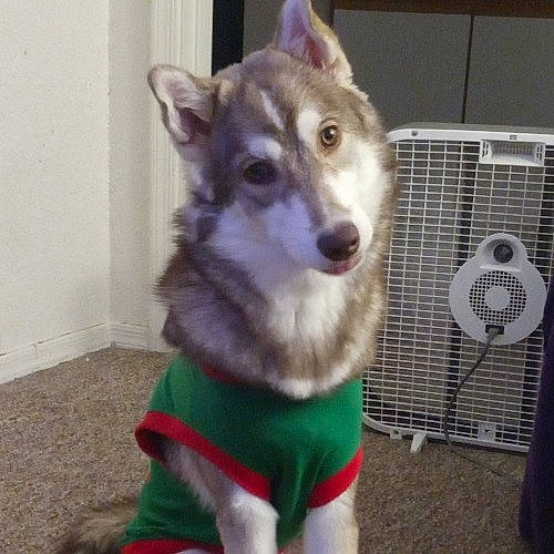 Zahra joined the competition — help win amazing prizes! canidae, canis, carnivore, companion_dog, dog, dog_breed, dog_clothes, dog_supply, fur, mesh, northern_inuit_dog, pet_supply, sled_dog, snout, sporting_group, vertebrate, wolf, wolfdog, working_animal, working_dog