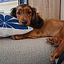 animal, architecture, building, canine, cockerspaniel, couch, cushion, dog, furniture, goldenretriever, homedecor, hound, indoors, interiordesign, linen, livingroom, pet, pillow, puppy, room