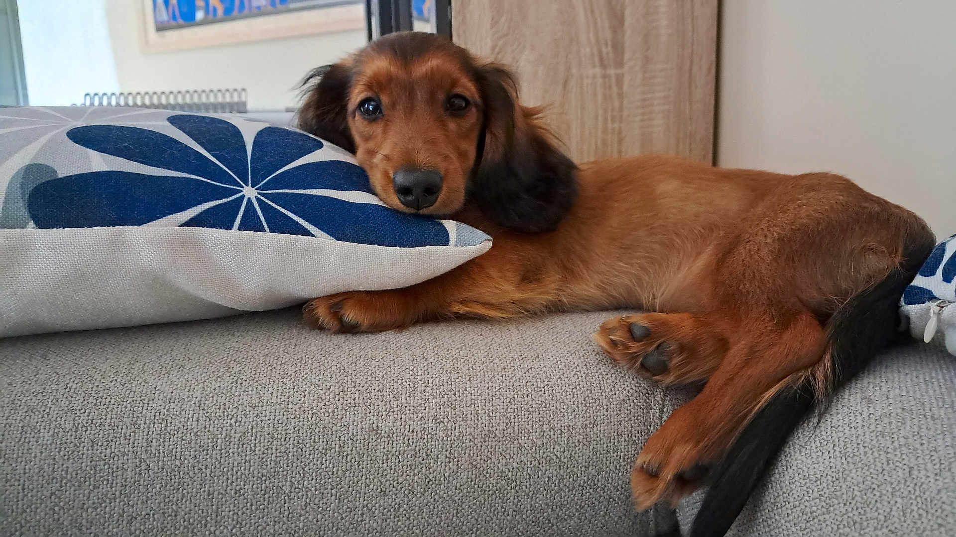 Valantine participe au concours pour gagner de l'argent avec cette photo : animal, architecture, building, canine, cockerspaniel, couch, cushion, dog, furniture, goldenretriever, homedecor, hound, indoors, interiordesign, linen, livingroom, pet, pillow, puppy, room
