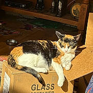 Callie joined the competition — help win amazing prizes! cat, calico, cardboard_box, indoor, sunlight, wooden_furniture, floor, figurine, black_cat_figurine, relaxing, pet, animal, domestic, cozy, home, box, container, resting, feline, orange_black_white