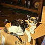 cat, calico, cardboard_box, indoor, sunlight, wooden_furniture, floor, figurine, black_cat_figurine, relaxing, pet, animal, domestic, cozy, home, box, container, resting, feline, orange_black_white
