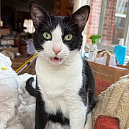 Jackie is registered to the contest to win money with this photo: cat, black_and_white, green_eyes, pet, indoor, curious, blanket, cozy, feline, whiskers, ears, pink_nose, household, window, natural_light, fur, sitting, expression, domestic_animal, comfort