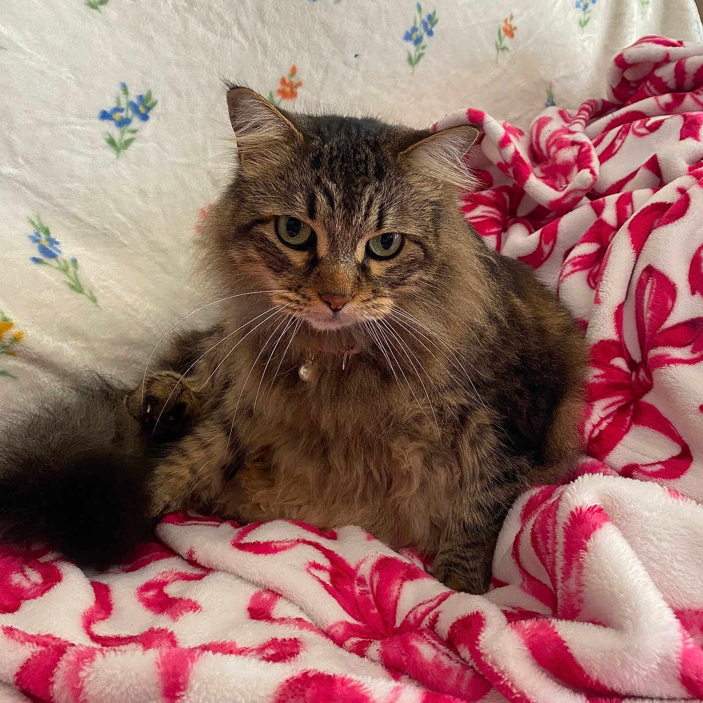 Biscuit is registered to the contest to win money with this photo: abyssinian, angora, animal, bed, bedroom, blanket, cat, couch, cushion, furniture, homedecor, indoors, kitten, laundry, linen, manx, pet, quilt, room, towel