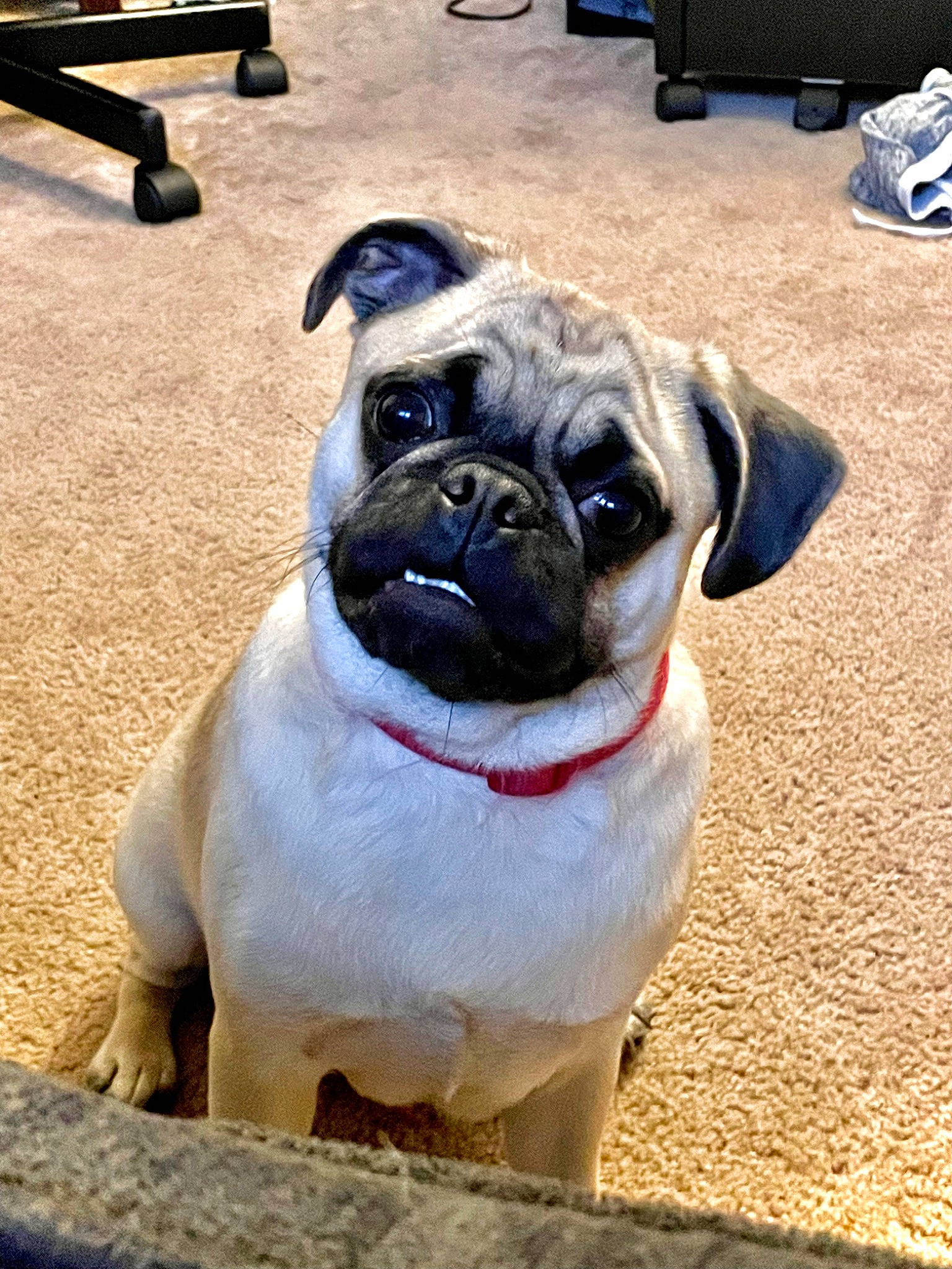 Boba joined the competition — help win amazing prizes! bench, canidae, carnivore, companion_dog, dog, dog_breed, electric_blue, fawn, non_sporting_group, outdoor_bench, plant, pug, snout, sporting_group, toy_dog, working_animal, wrinkle