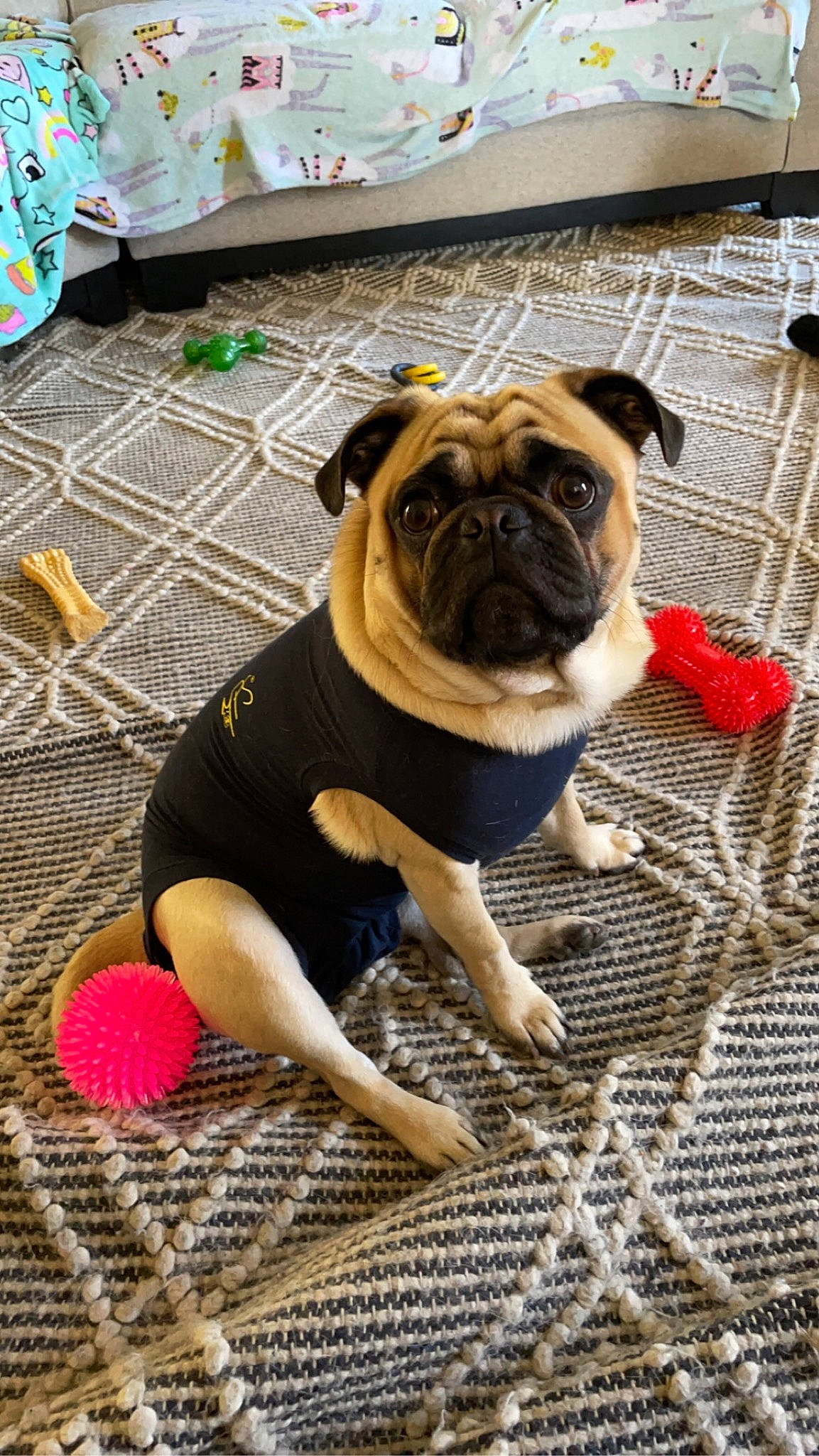 Boba is registered to the contest to win money with this photo: ball, canidae, carnivore, companion_dog, dog, dog_breed, dog_clothes, dog_supply, fawn, floor, flooring, grass, hat, paw, pug, snout, sporting_group, toy_dog, working_animal, wrinkle