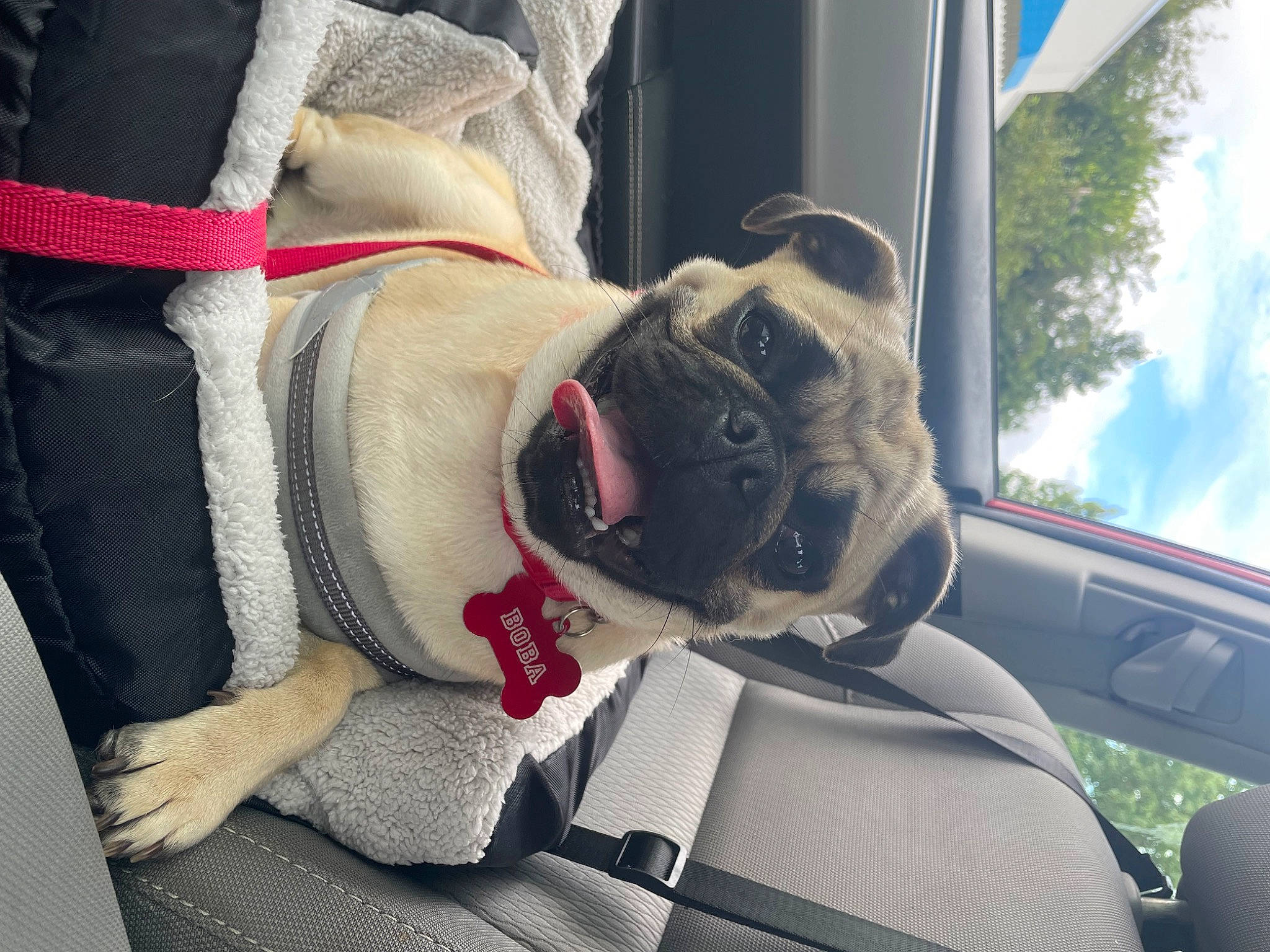 Boba joined the competition — help win amazing prizes! canidae, carnivore, cloud, collar, comfort, companion_dog, dog, dog_breed, dog_collar, eyewear, fawn, glasses, goggles, leg, personal_protective_equipment, sky, snout, sunglasses, window, working_animal