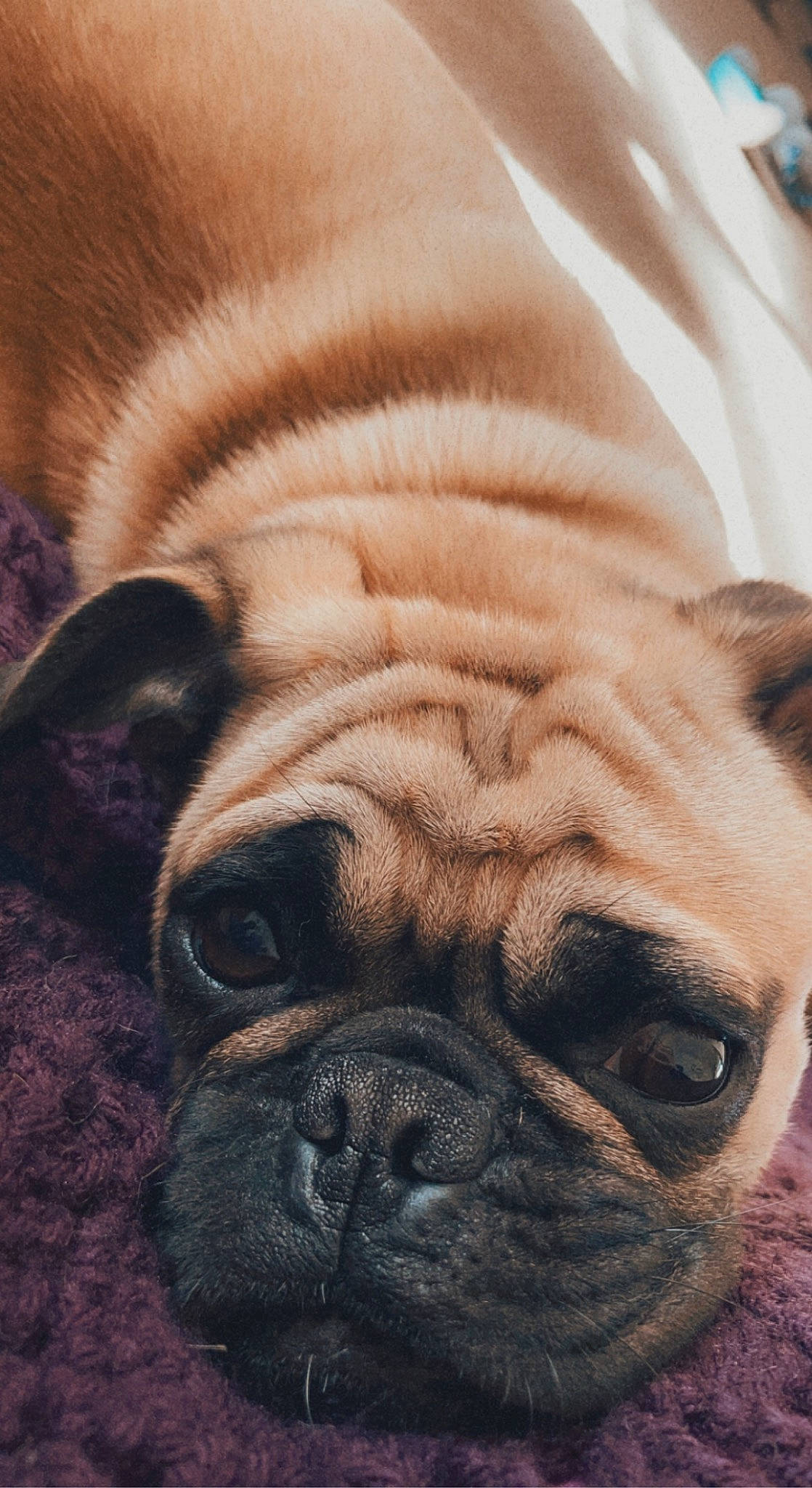 Boba joined the competition — help win amazing prizes! bored, bulldog, canidae, carnivore, close_up, comfort, companion_dog, dog, dog_breed, fawn, non_sporting_group, nose, pug, snout, sporting_group, terrestrial_animal, toy_dog, whiskers, working_animal, wrinkle
