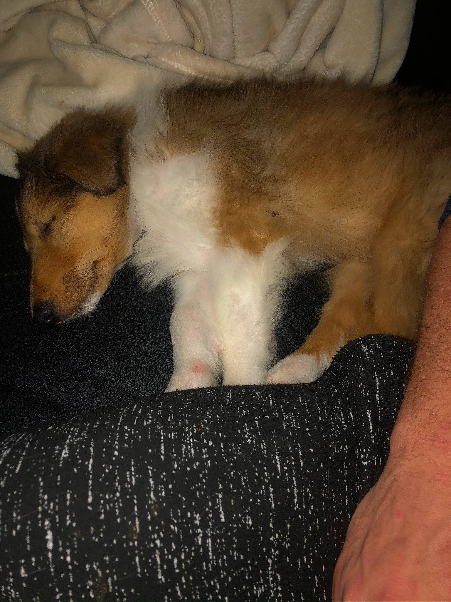 Pongo is registered to the contest to win money with this photo: canidae, carnivore, companion_dog, dog, dog_breed, fawn, mammal, puppy, puppy_love, rough_collie, smooth_collie, sporting_group