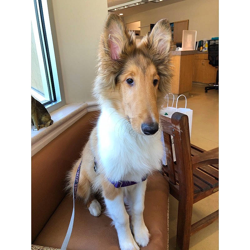 Pongo is registered to the contest to win money with this photo: canidae, carnivore, collie, companion_dog, dog, dog_breed, fawn, head, mammal, puppy, rough_collie, scotch_collie, shetland_sheepdog, smooth_collie, snout, vertebrate