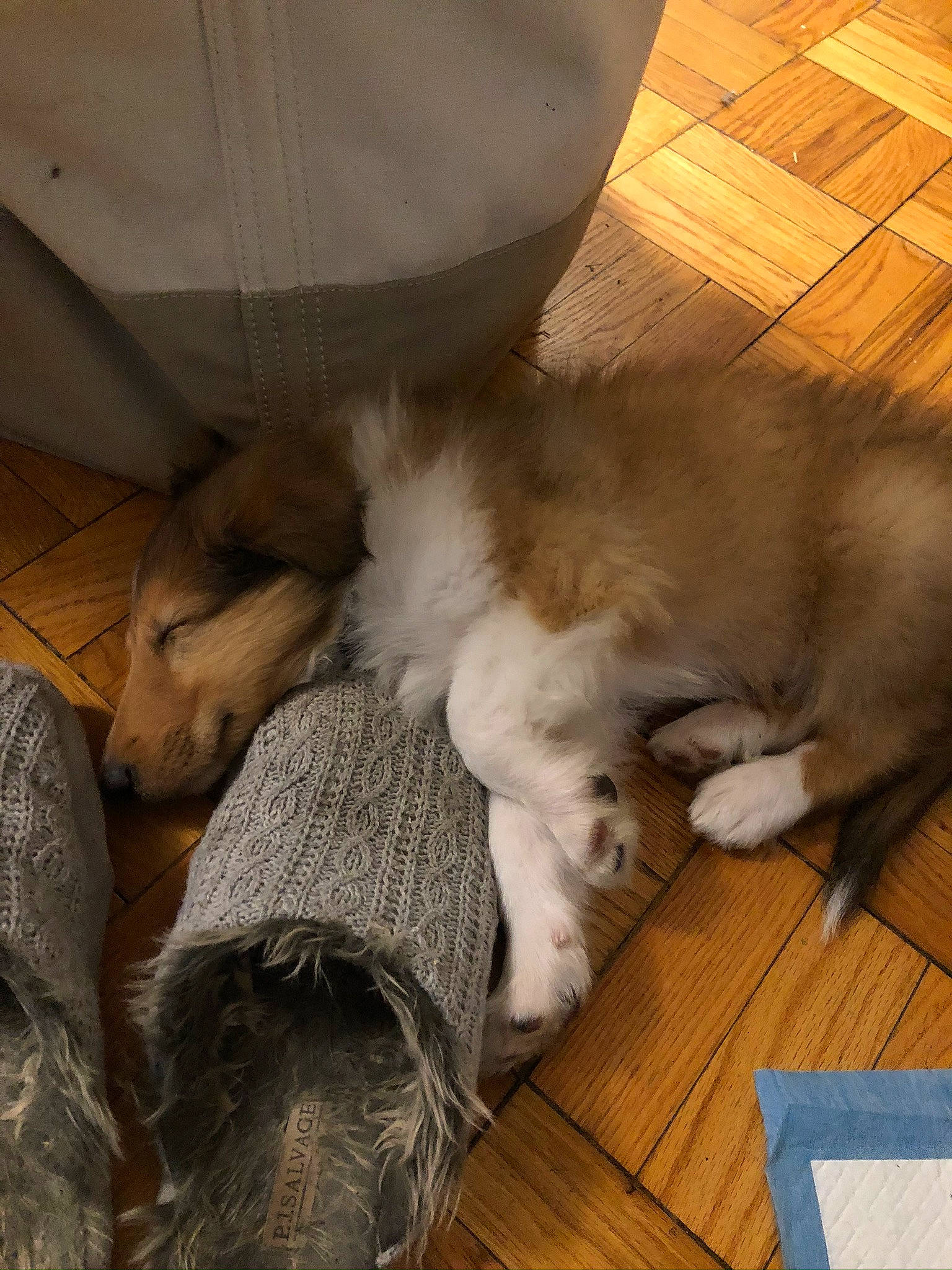 Pongo joined the competition — help win amazing prizes! canidae, carnivore, cat, dog, dog_breed, fawn, felidae, floor, paw, puppy, sporting_group