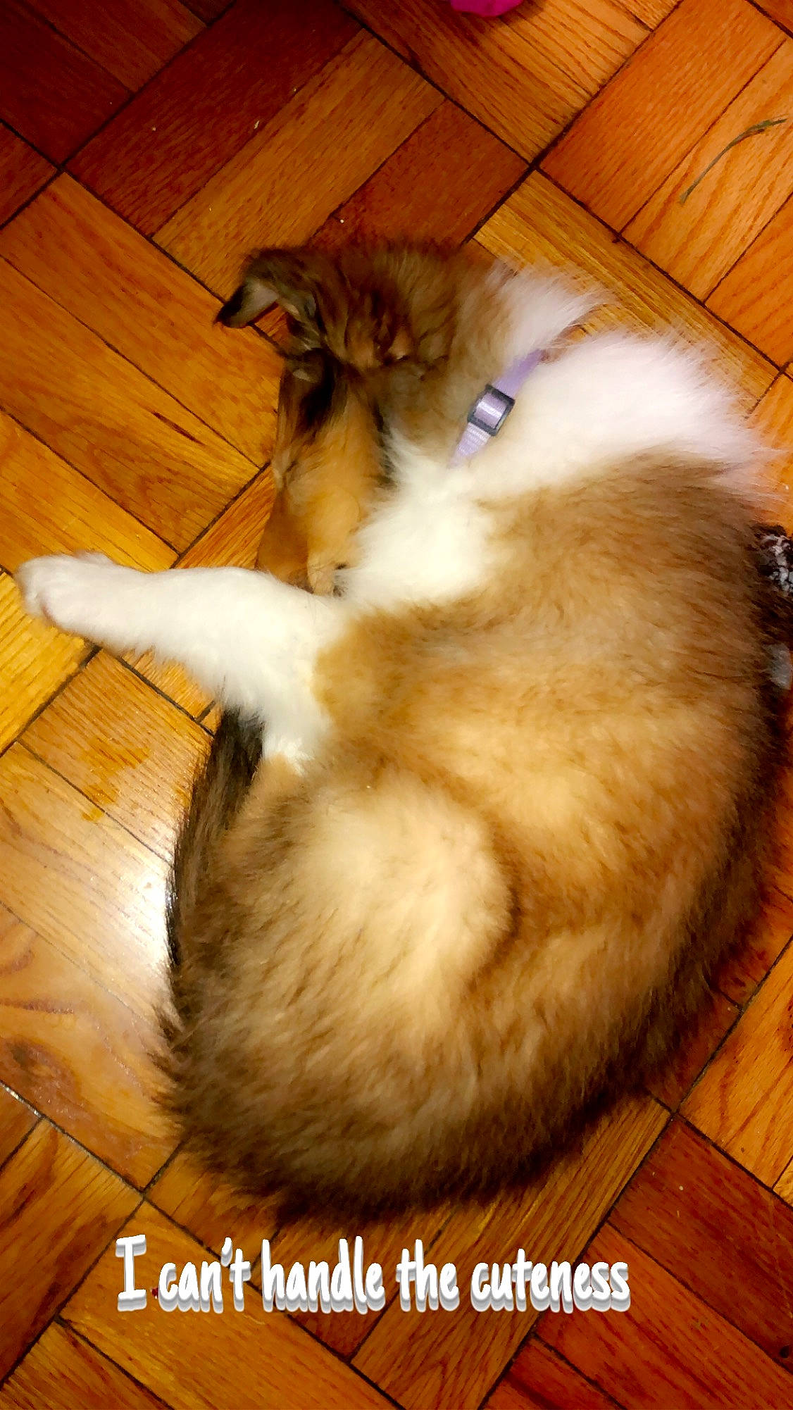 Pongo joined the competition — help win amazing prizes! canidae, carnivore, cat, felidae, floor, flooring, fur, photo_caption, ragdoll, small_to_medium_sized_cats, somali, tail, whiskers