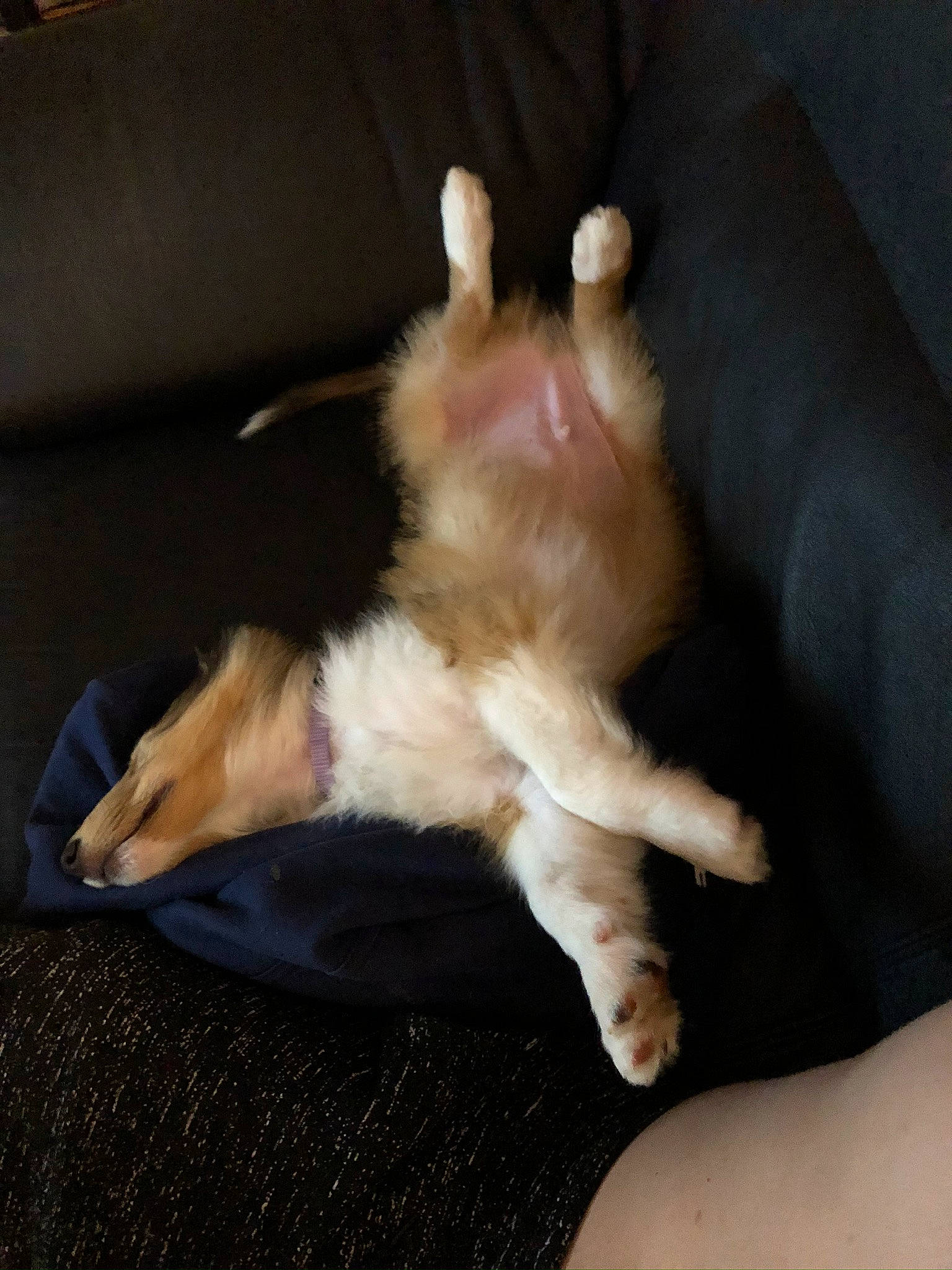 Pongo joined the competition — help win amazing prizes! canidae, carnivore, cat, claw, dog_breed, fawn, felidae, kitten, leg, paw, polydactyl_cat, small_to_medium_sized_cats, tail, whiskers