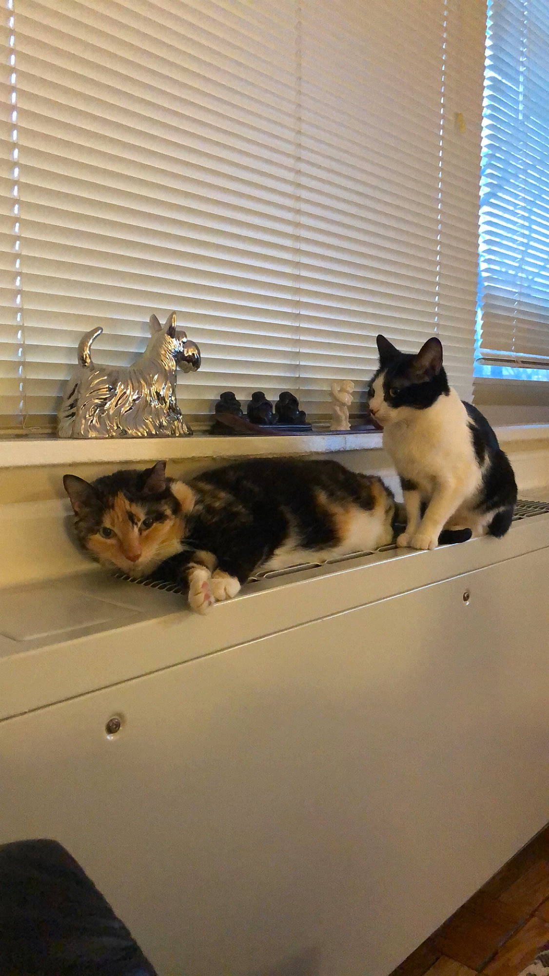 Mama joined the competition — help win amazing prizes! carnivore, cat, domestic_short_haired_cat, european_shorthair, felidae, fur, interior_design, kitten, polydactyl_cat, small_to_medium_sized_cats, tail, whiskers, window