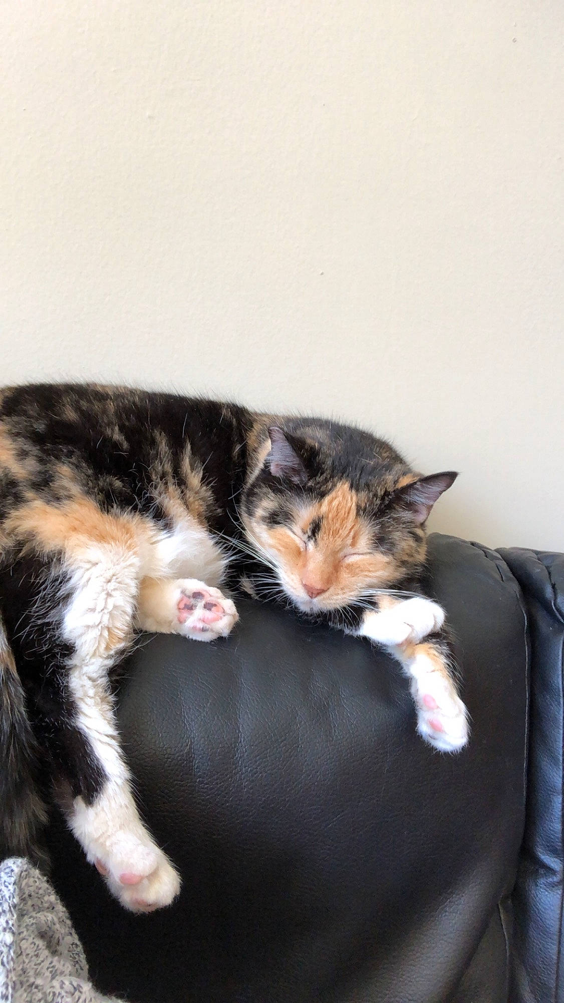 Mama joined the competition — help win amazing prizes! american_shorthair, american_wirehair, carnivore, cat, domestic_short_haired_cat, european_shorthair, felidae, fur, kitten, mammal, paw, polydactyl_cat, small_to_medium_sized_cats, whiskers