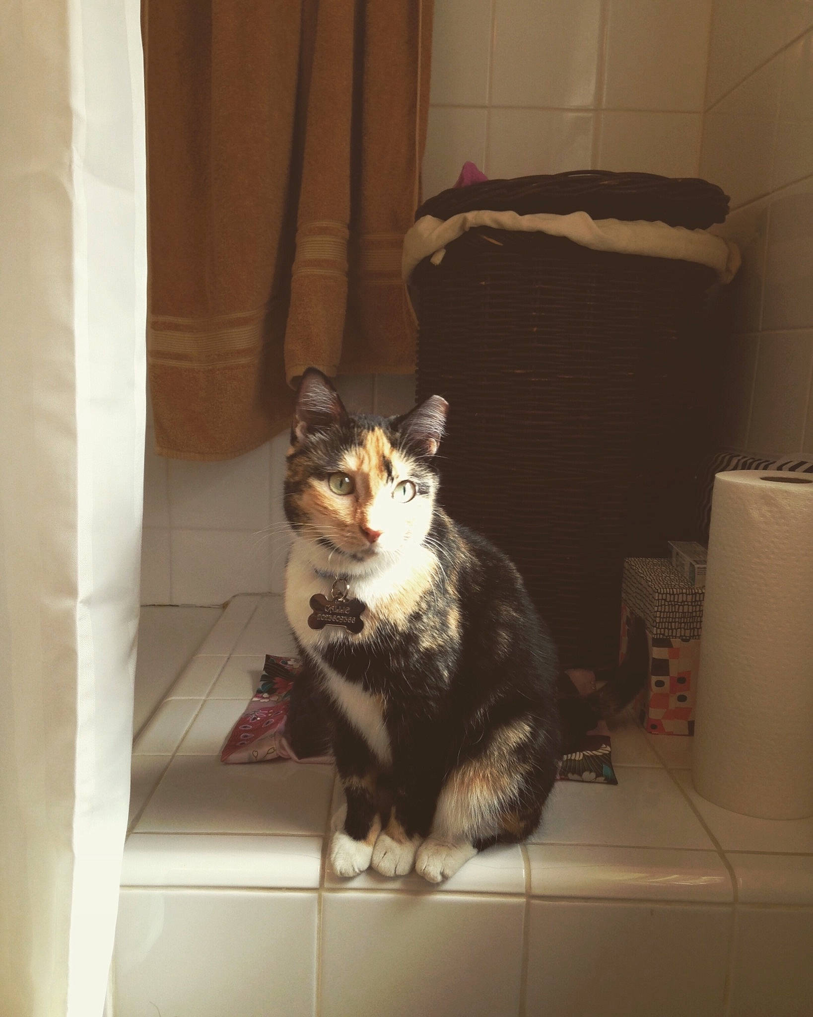 Mama is registered to the contest to win money with this photo: canidae, cardigan_welsh_corgi, carnivore, cat, dog, dog_breed, felidae, pembroke_welsh_corgi, welsh_corgi, whiskers, window