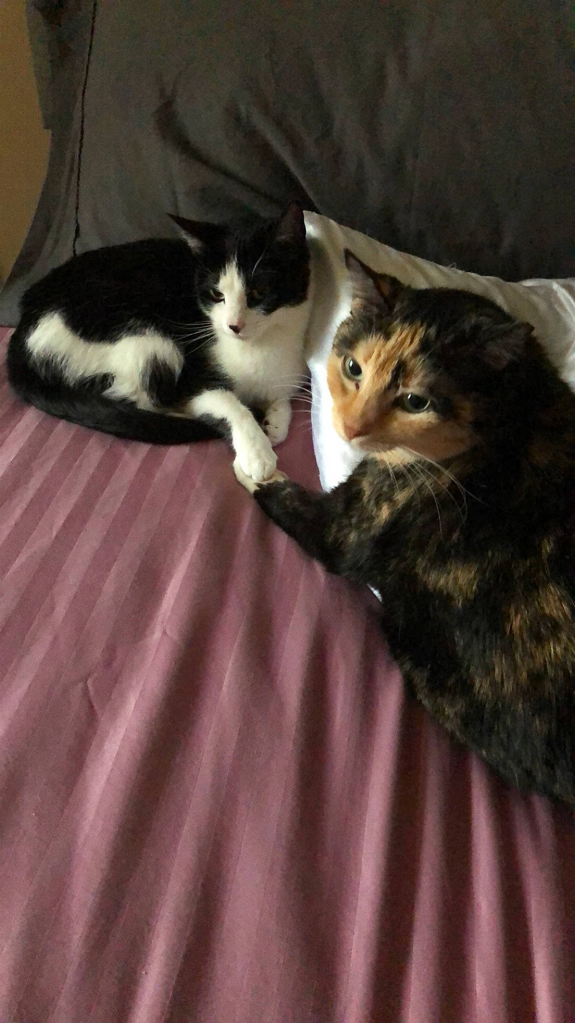 Mama joined the competition — help win amazing prizes! american_shorthair, american_wirehair, asian, carnivore, cat, domestic_short_haired_cat, european_shorthair, felidae, fur, kitten, mammal, polydactyl_cat, small_to_medium_sized_cats, tail, whiskers