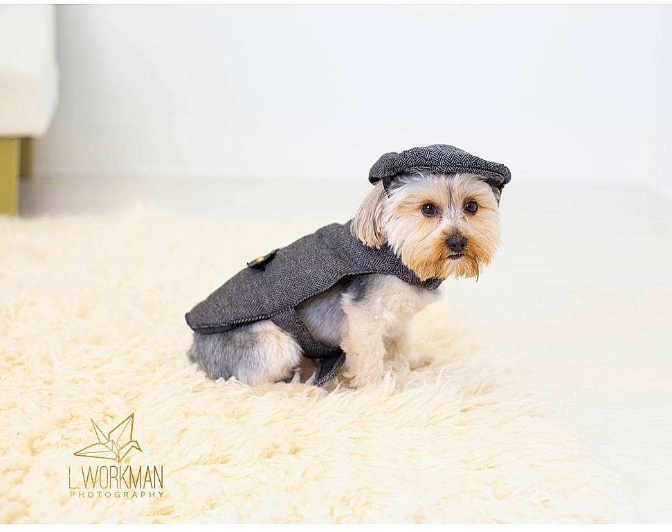 Bentley is registered to the contest to win money with this photo: canidae, carnivore, companion_dog, dog, dog_breed, dog_clothes, fur, mammal, miniature_schnauzer, morkie, puppy, rare_breed_dog, schnauzer, small_terrier, snout, terrier, vertebrate, yorkshire_terrier
