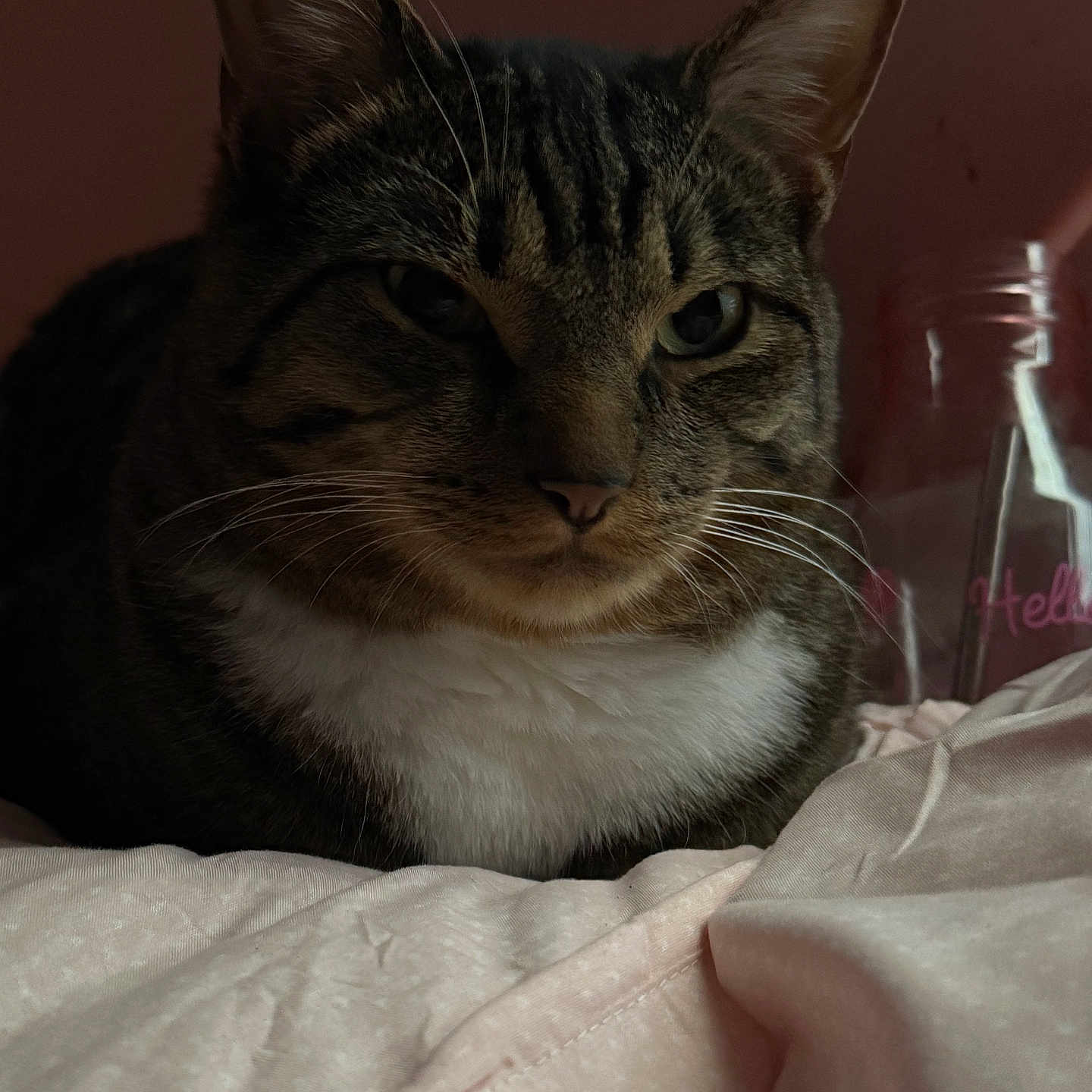 Moe joined the competition — help win amazing prizes! abyssinian, animal, bed, blanket, bottle, cat, computer, couch, electronics, furniture, homedecor, kitten, laptop, linen, manx, pc, pet, siamese, waterbottle